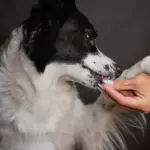 What Happens If You Give Dog Antibiotics Without Food?