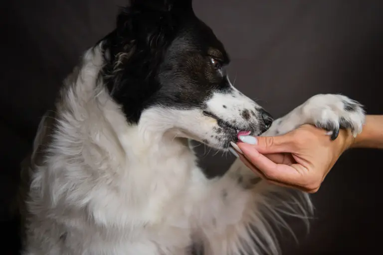 What Happens If You Give Dog Antibiotics Without Food? 25 What Happens If You Give Dog Antibiotics Without Food?